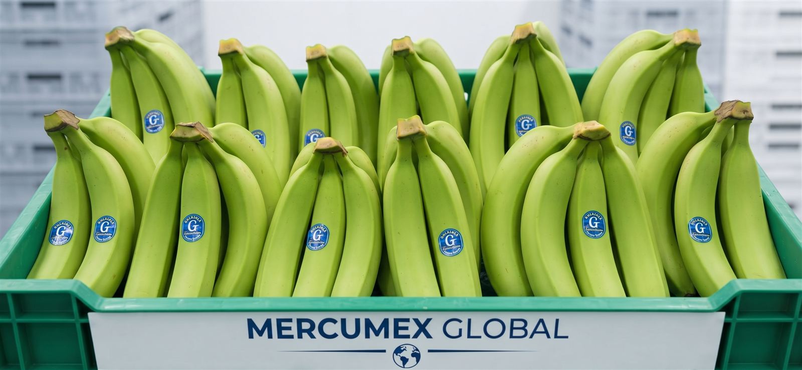 Colección IV: Banano Cavendish de exportación
