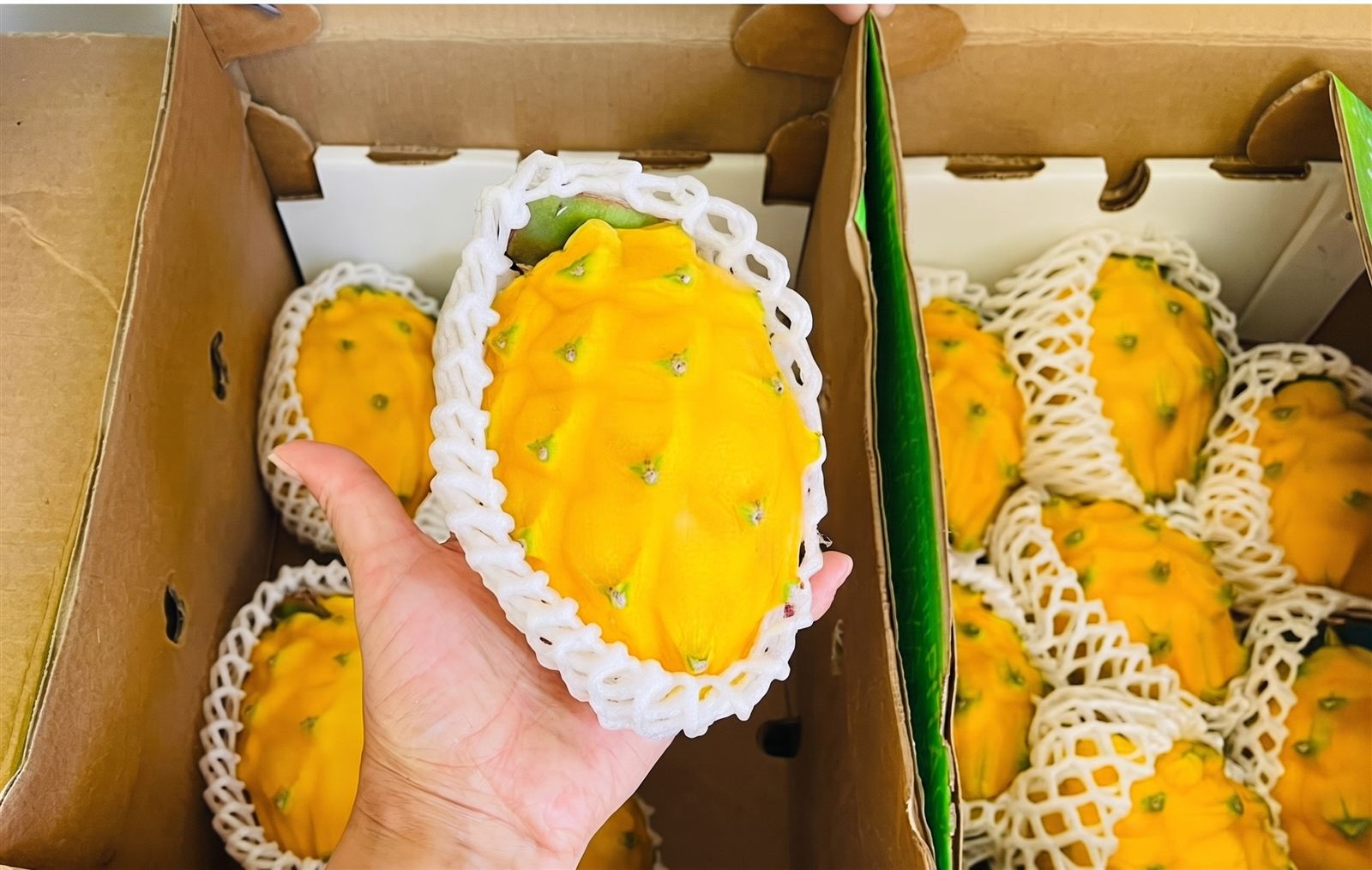 Pitahaya amarilla
