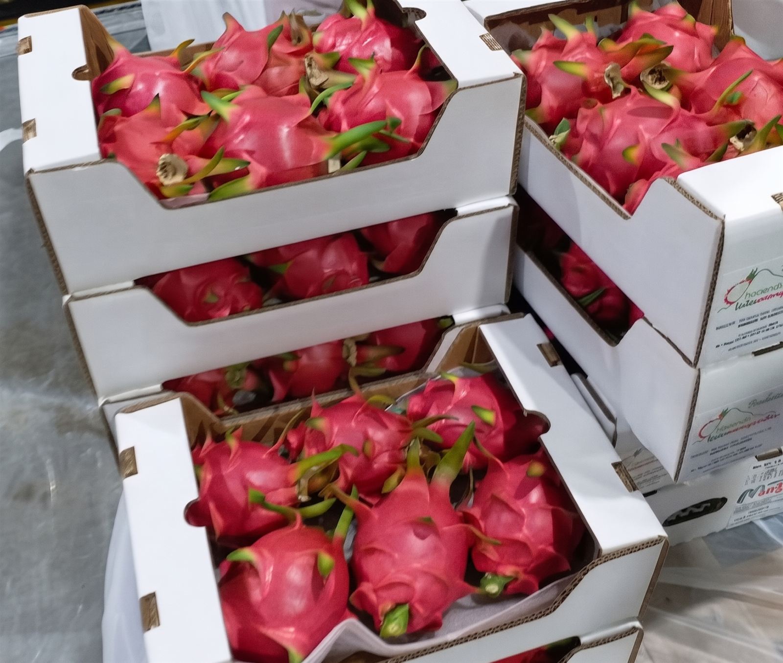 Colección III: Pitahaya roja lista para exportación