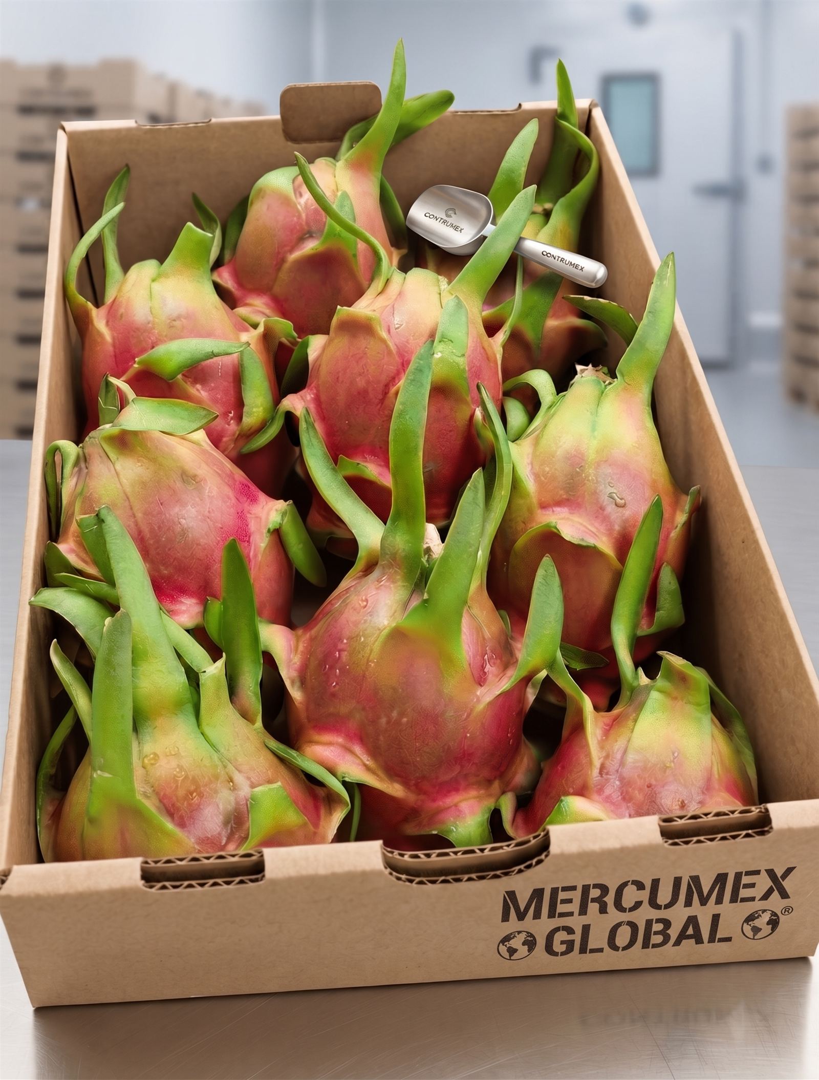Pitahaya lista para embarque — operación real Mercumex Global
